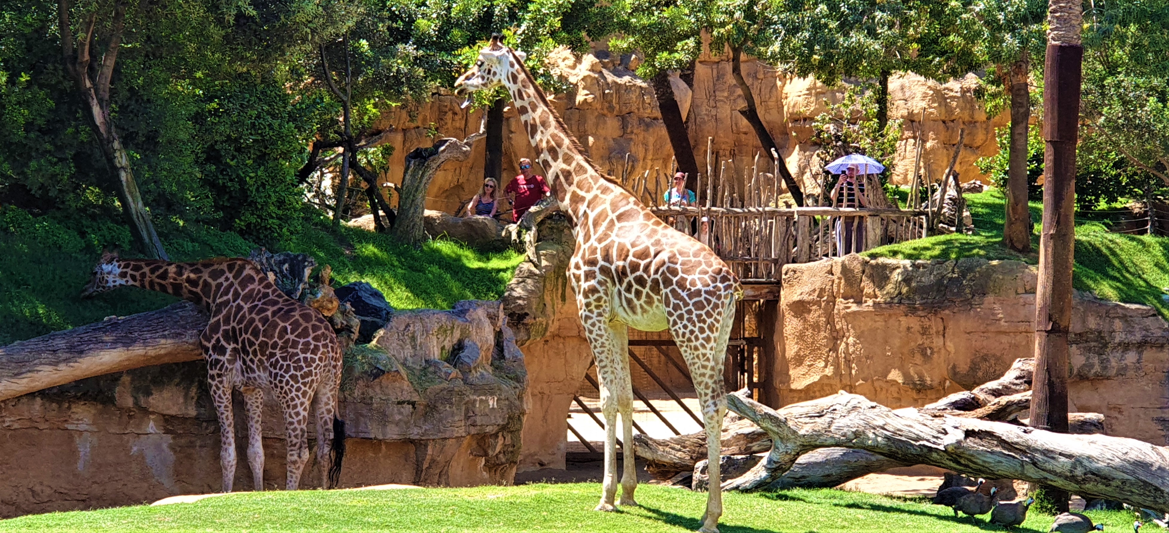 2 giraffes at Bioparc Valencia